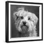 Portrait of a Yorkie dog-Panoramic Images-Framed Photographic Print