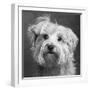 Portrait of a Yorkie dog-Panoramic Images-Framed Photographic Print