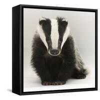 Portrait of a Young Badger (Meles Meles)-Mark Taylor-Framed Stretched Canvas