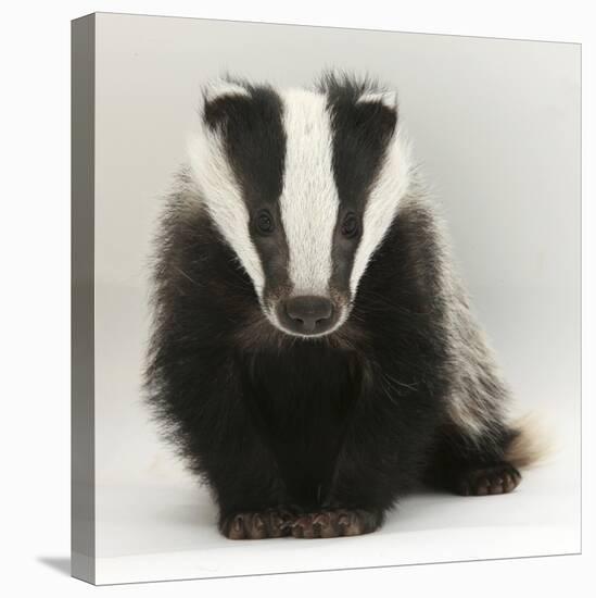 Portrait of a Young Badger (Meles Meles)-Mark Taylor-Stretched Canvas