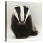 Portrait of a Young Badger (Meles Meles)-Mark Taylor-Stretched Canvas