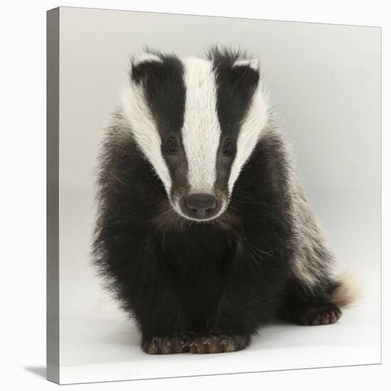 Portrait of a Young Badger (Meles Meles)-Mark Taylor-Stretched Canvas