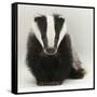 Portrait of a Young Badger (Meles Meles)-Mark Taylor-Framed Stretched Canvas