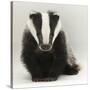 Portrait of a Young Badger (Meles Meles)-Mark Taylor-Stretched Canvas