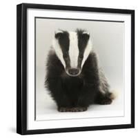 Portrait of a Young Badger (Meles Meles)-Mark Taylor-Framed Premium Photographic Print