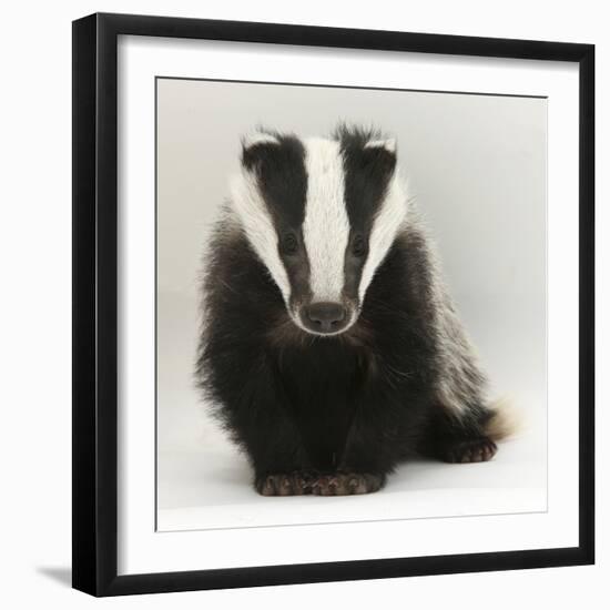 Portrait of a Young Badger (Meles Meles)-Mark Taylor-Framed Premium Photographic Print