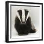 Portrait of a Young Badger (Meles Meles)-Mark Taylor-Framed Premium Photographic Print
