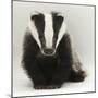 Portrait of a Young Badger (Meles Meles)-Mark Taylor-Mounted Premium Photographic Print