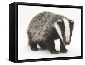 Portrait of a Young Badger (Meles Meles)-Mark Taylor-Framed Stretched Canvas