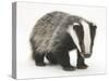 Portrait of a Young Badger (Meles Meles)-Mark Taylor-Stretched Canvas
