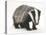 Portrait of a Young Badger (Meles Meles)-Mark Taylor-Stretched Canvas