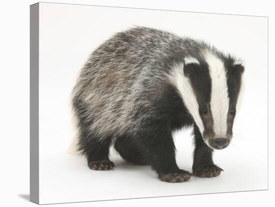 Portrait of a Young Badger (Meles Meles)-Mark Taylor-Stretched Canvas