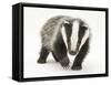 Portrait of a Young Badger (Meles Meles)-Mark Taylor-Framed Stretched Canvas
