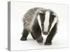 Portrait of a Young Badger (Meles Meles)-Mark Taylor-Stretched Canvas