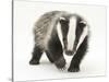 Portrait of a Young Badger (Meles Meles)-Mark Taylor-Stretched Canvas