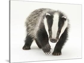 Portrait of a Young Badger (Meles Meles)-Mark Taylor-Stretched Canvas