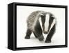 Portrait of a Young Badger (Meles Meles)-Mark Taylor-Framed Stretched Canvas