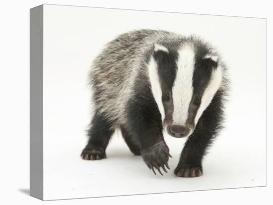 Portrait of a Young Badger (Meles Meles)-Mark Taylor-Stretched Canvas