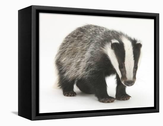 Portrait of a Young Badger (Meles Meles)-Mark Taylor-Framed Stretched Canvas