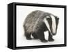 Portrait of a Young Badger (Meles Meles)-Mark Taylor-Framed Stretched Canvas