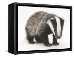 Portrait of a Young Badger (Meles Meles)-Mark Taylor-Framed Stretched Canvas