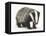 Portrait of a Young Badger (Meles Meles)-Mark Taylor-Framed Stretched Canvas