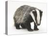 Portrait of a Young Badger (Meles Meles)-Mark Taylor-Stretched Canvas