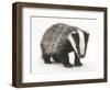 Portrait of a Young Badger (Meles Meles)-Mark Taylor-Framed Photographic Print