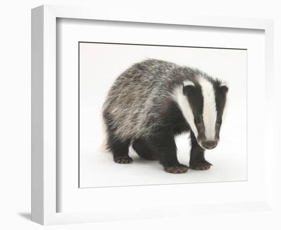 Portrait of a Young Badger (Meles Meles)-Mark Taylor-Framed Photographic Print