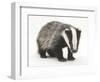 Portrait of a Young Badger (Meles Meles)-Mark Taylor-Framed Photographic Print