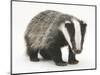 Portrait of a Young Badger (Meles Meles)-Mark Taylor-Mounted Photographic Print