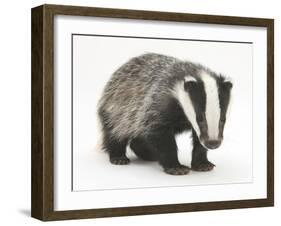 Portrait of a Young Badger (Meles Meles)-Mark Taylor-Framed Photographic Print