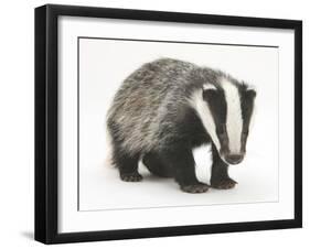 Portrait of a Young Badger (Meles Meles)-Mark Taylor-Framed Photographic Print