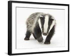 Portrait of a Young Badger (Meles Meles)-Mark Taylor-Framed Photographic Print