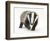 Portrait of a Young Badger (Meles Meles)-Mark Taylor-Framed Photographic Print