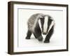 Portrait of a Young Badger (Meles Meles)-Mark Taylor-Framed Photographic Print