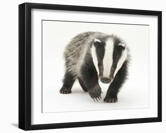 Portrait of a Young Badger (Meles Meles)-Mark Taylor-Framed Photographic Print