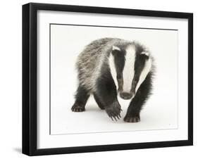 Portrait of a Young Badger (Meles Meles)-Mark Taylor-Framed Photographic Print