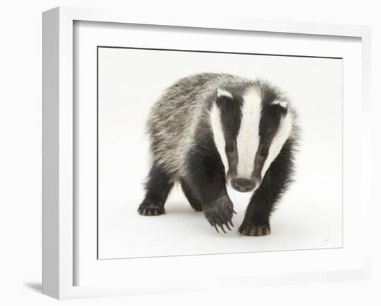 Portrait of a Young Badger (Meles Meles)-Mark Taylor-Framed Photographic Print