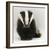 Portrait of a Young Badger (Meles Meles)-Mark Taylor-Framed Photographic Print