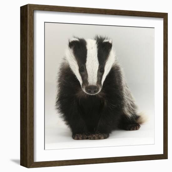 Portrait of a Young Badger (Meles Meles)-Mark Taylor-Framed Photographic Print