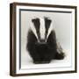 Portrait of a Young Badger (Meles Meles)-Mark Taylor-Framed Photographic Print