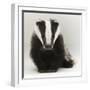 Portrait of a Young Badger (Meles Meles)-Mark Taylor-Framed Photographic Print