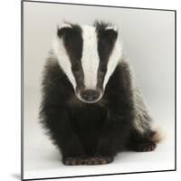 Portrait of a Young Badger (Meles Meles)-Mark Taylor-Mounted Photographic Print