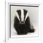 Portrait of a Young Badger (Meles Meles)-Mark Taylor-Framed Photographic Print