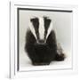 Portrait of a Young Badger (Meles Meles)-Mark Taylor-Framed Photographic Print