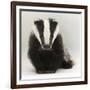 Portrait of a Young Badger (Meles Meles)-Mark Taylor-Framed Photographic Print