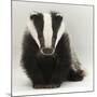 Portrait of a Young Badger (Meles Meles)-Mark Taylor-Mounted Photographic Print