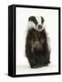 Portrait of a Young Badger Sitting (Meles Meles)-Mark Taylor-Framed Stretched Canvas