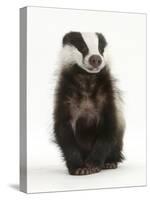 Portrait of a Young Badger Sitting (Meles Meles)-Mark Taylor-Stretched Canvas